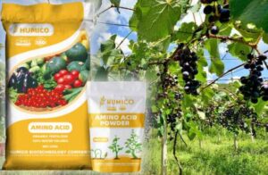 Humico ¿Cuál es el mejor fertilizante para las vides? Guía y consejos sobre nutrientes - HUMICO™ HumxAmino