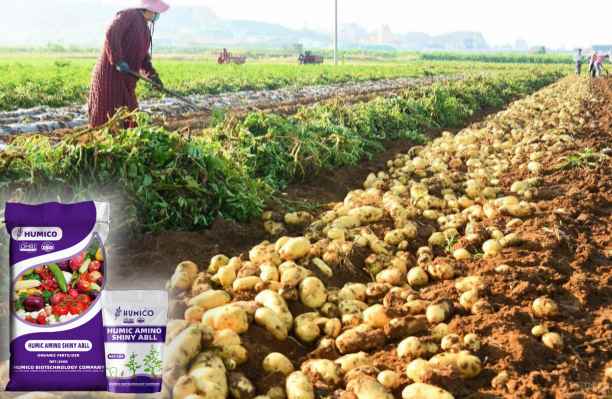 HUMICO® ¿Cuál es el mejor fertilizante para el cultivo de patatas? Guía completa
