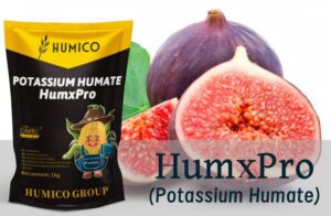 ¿Cuál es el mejor fertilizante para las higueras? ¿Cuándo y cómo fertilizar?