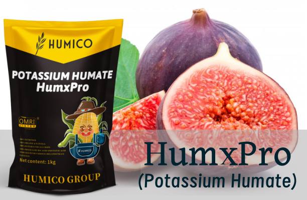 ¿Cuál es el mejor fertilizante para las higueras? ¿Cuándo y cómo fertilizar?