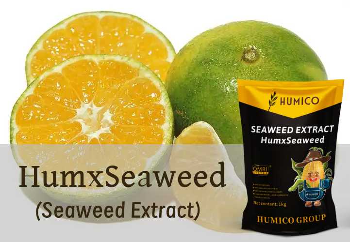 Humico - ¿Cuál es el mejor fertilizante para cítricos ? ¿Cómo y cuándo fertilizar los árboles cítricos?